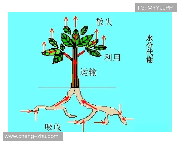 武汉羽毛球队团队协作的成功秘诀与发展策略探讨